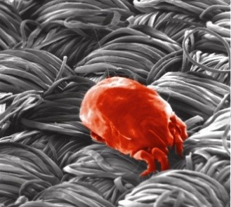 Milbe auf dem Microair
